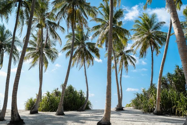 Comment organiser un séjour en Écosse avec des visites de châteaux et des ateliers de distillation de whisky?